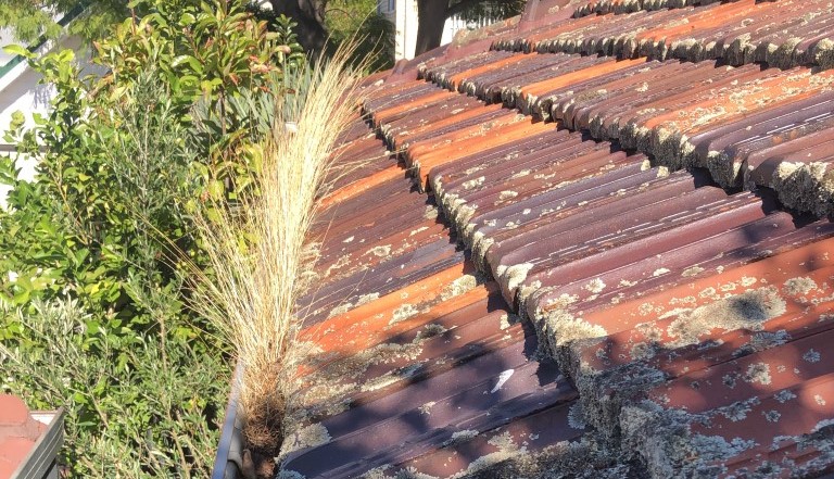 Grass growing in a home's gutters