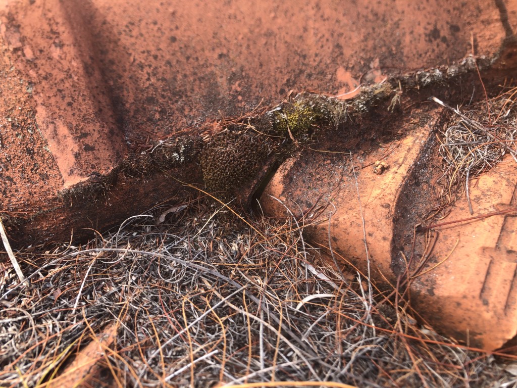 Roof covered with leaves and organic matter.  Moss growing in the pointing.