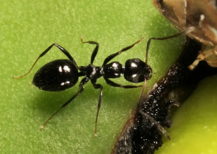 Black sugar ant