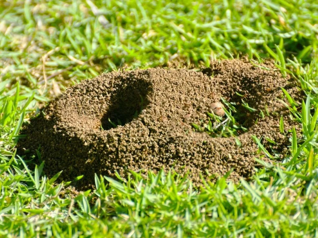 Ant mound in a grass lawn