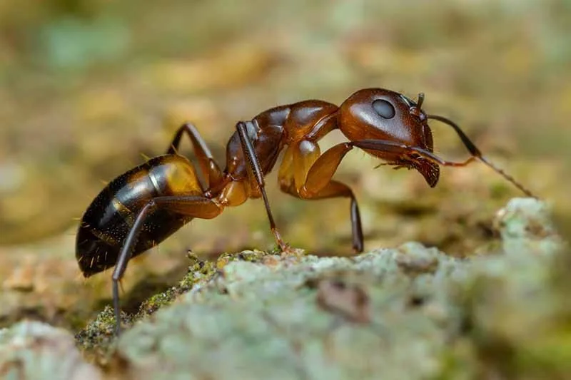 Argentine ant
