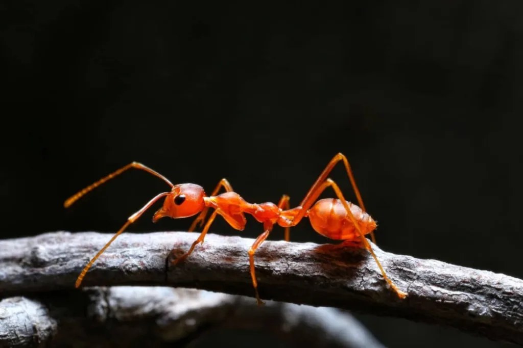 Fire ant