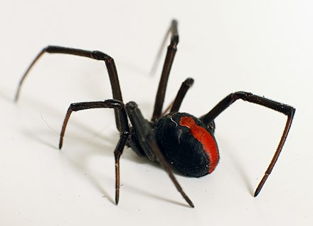 Perth home — typical property we treat for general pests