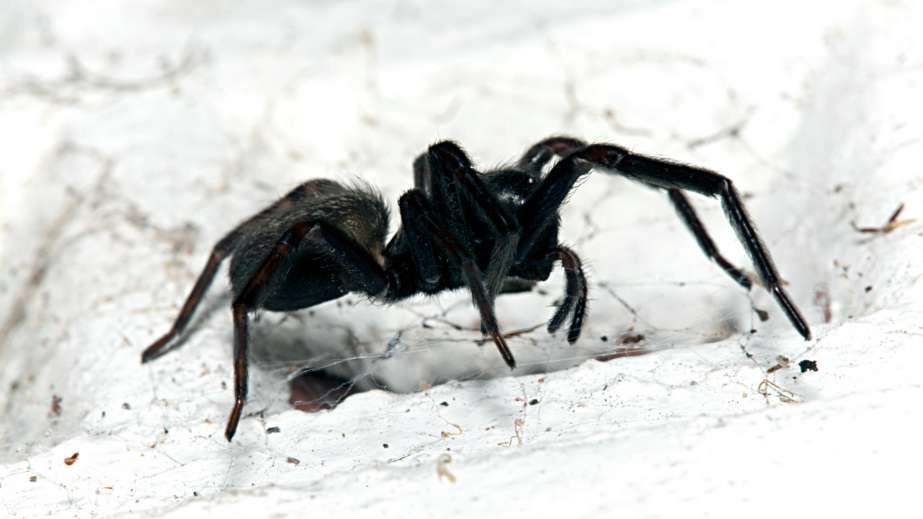 Black house spider