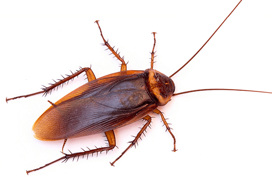 Australian cockroach