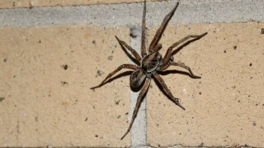 Brown wolf spider