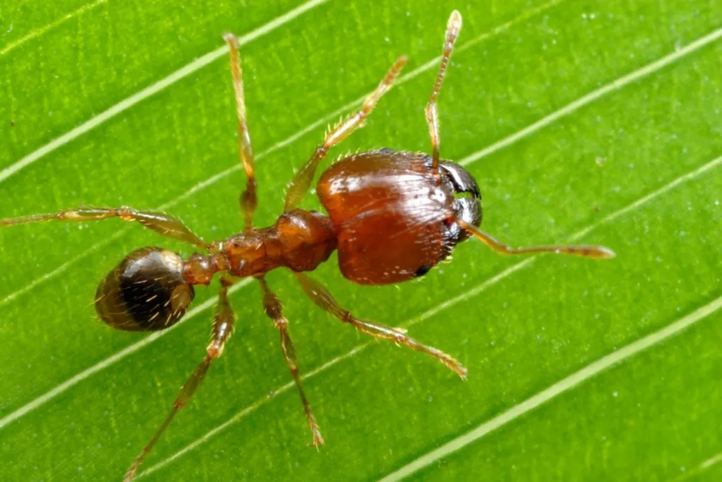 Coastal brown ant