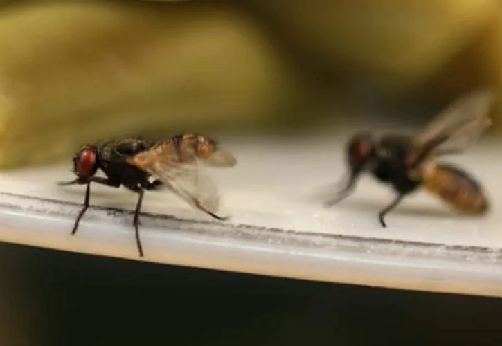 Flies in a restaurant