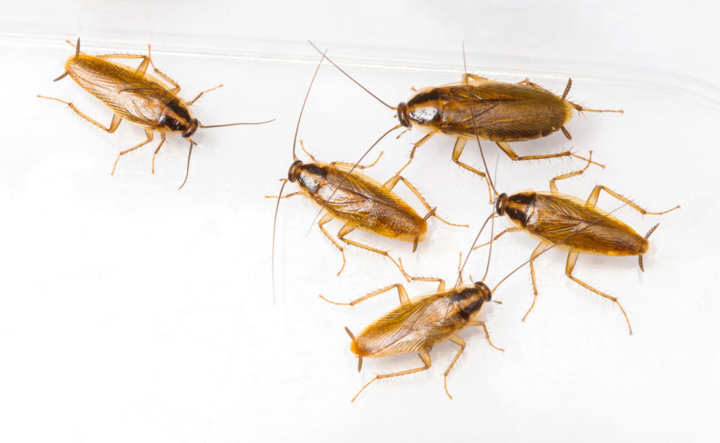 German cockroaches