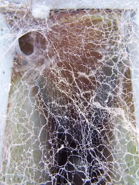 Spider web at a house