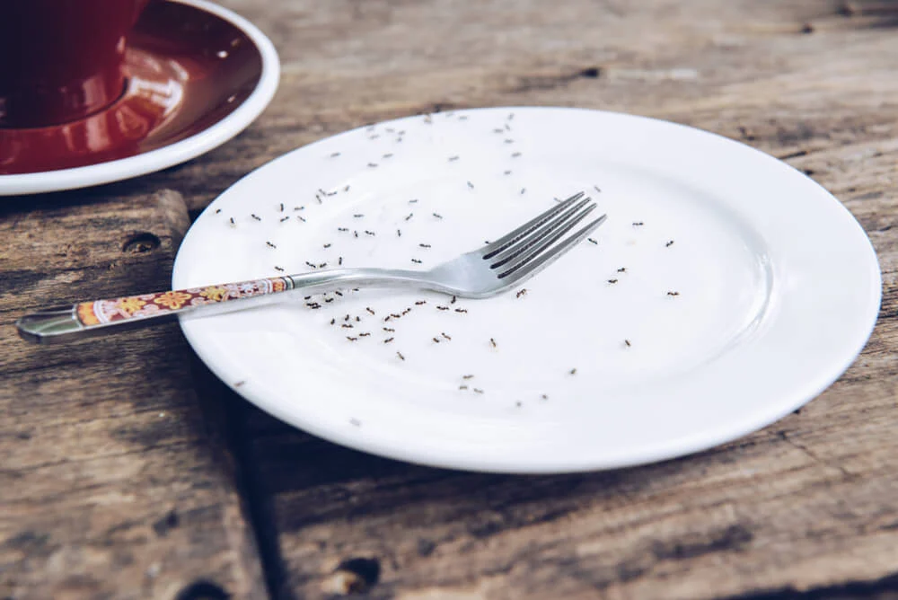 Small black ants on a dinner plate