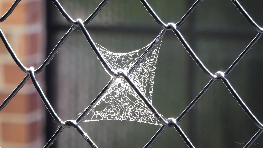 Spider web on a fence