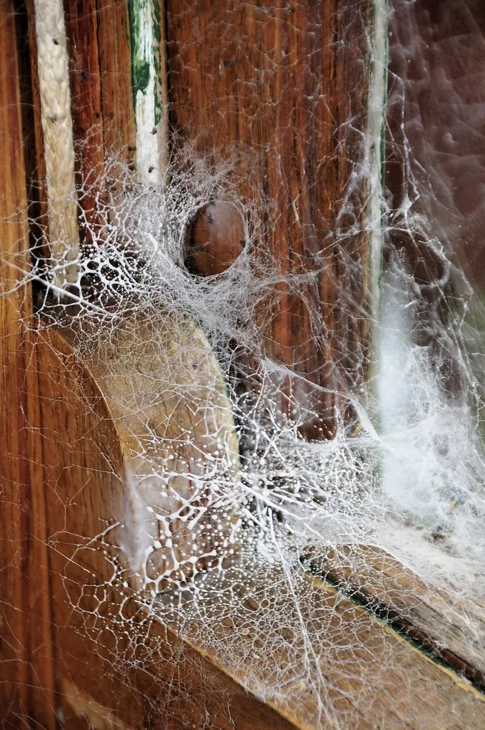Spider web at a window