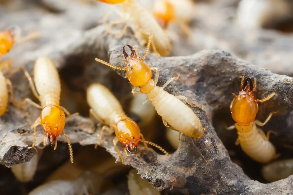 Termite Barrier