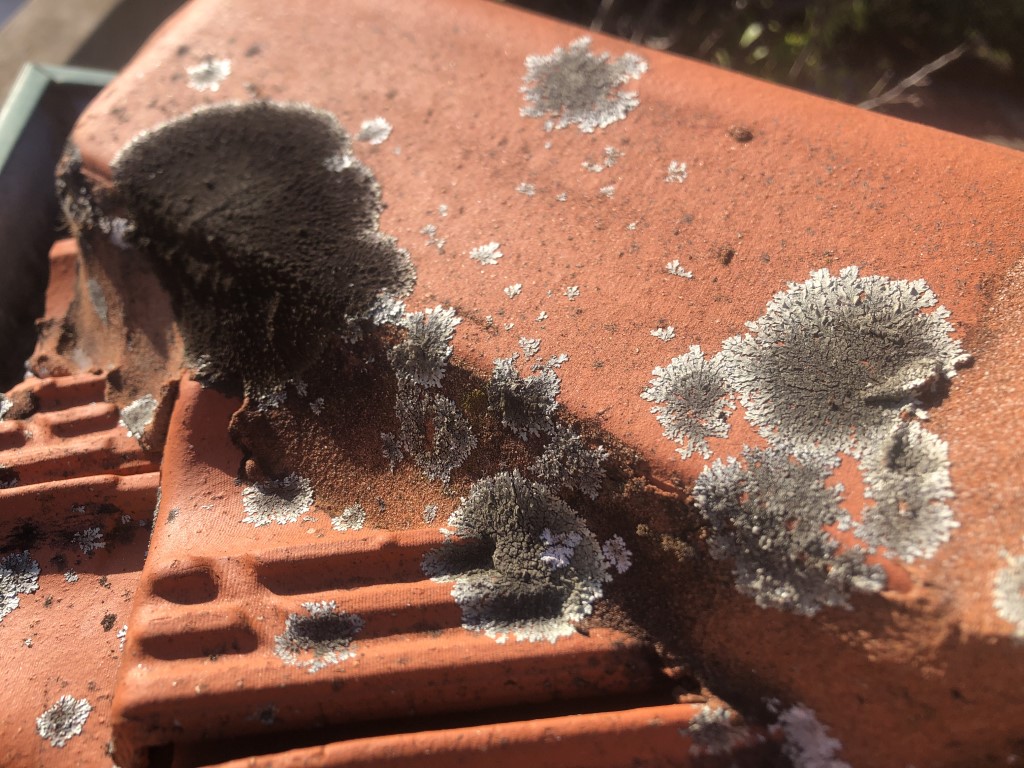 Dirty terracotta tiled roof with lichen moss dirt and grime