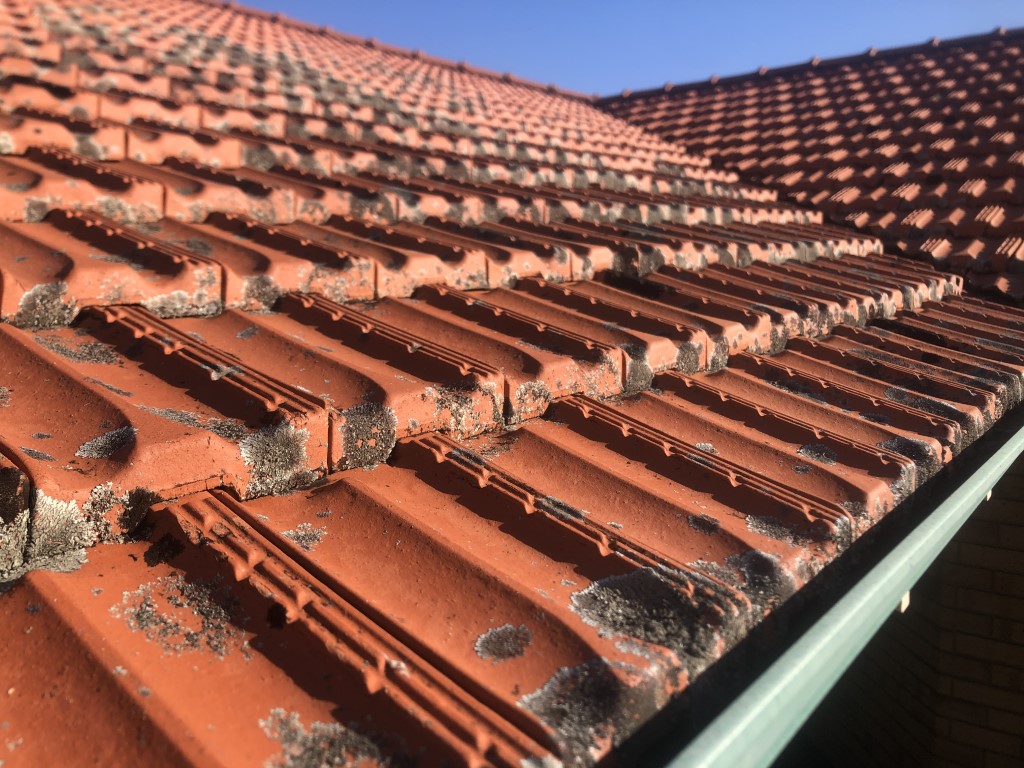 Dirty terracotta tiled roof with lichen moss dirt and grime