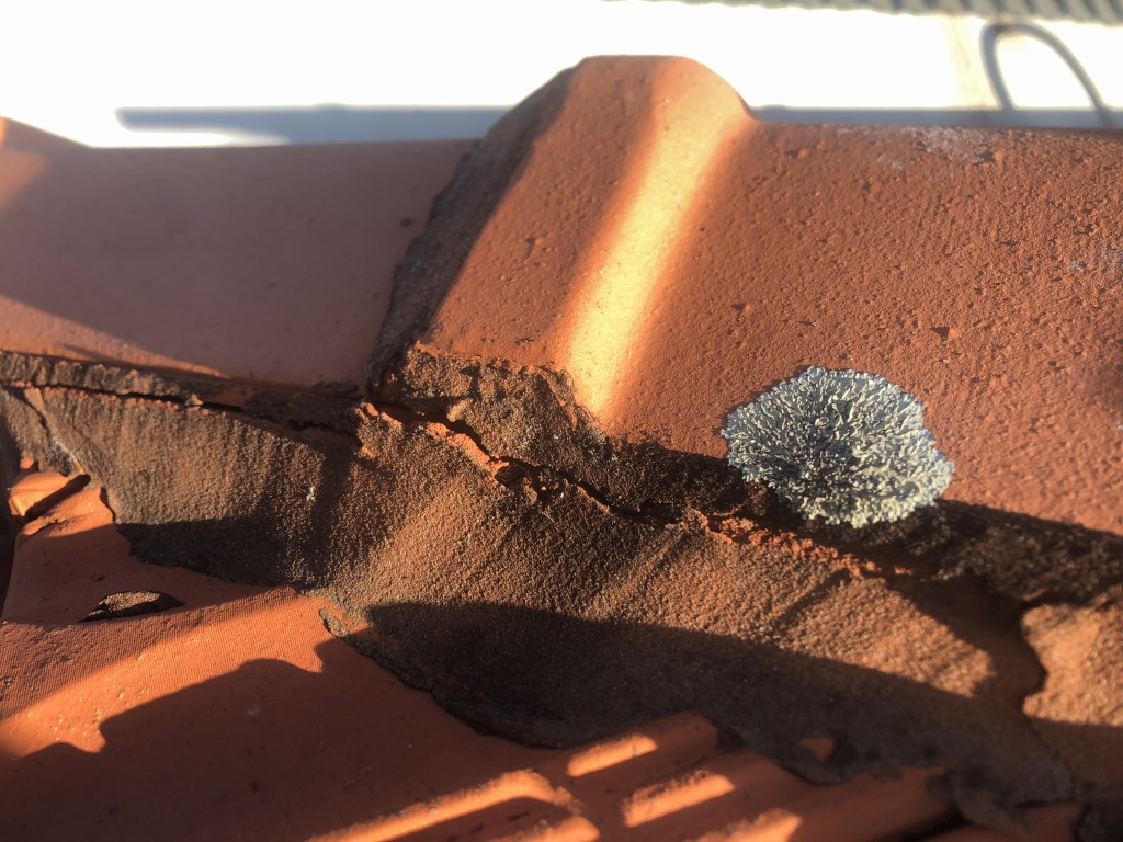 Lichen growing on terracotta roof tiles