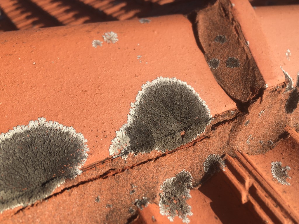 Lichen growing on terracotta roof tiles