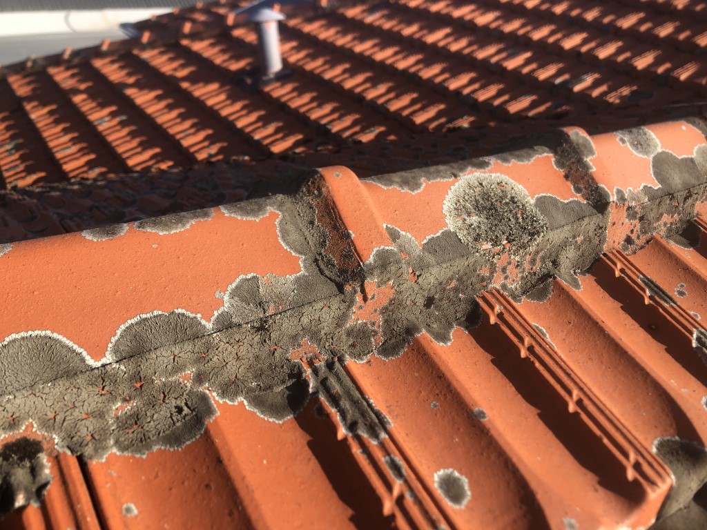 Lichen growing on terracotta roof tiles