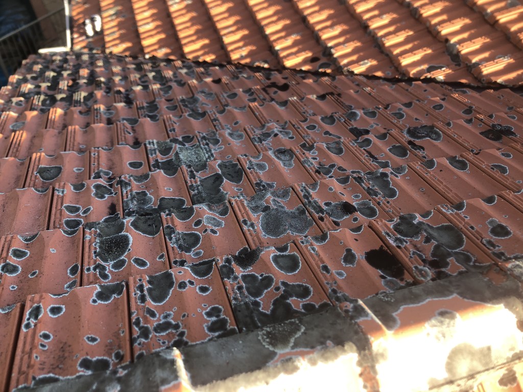 Lichen growing on terracotta roof tiles