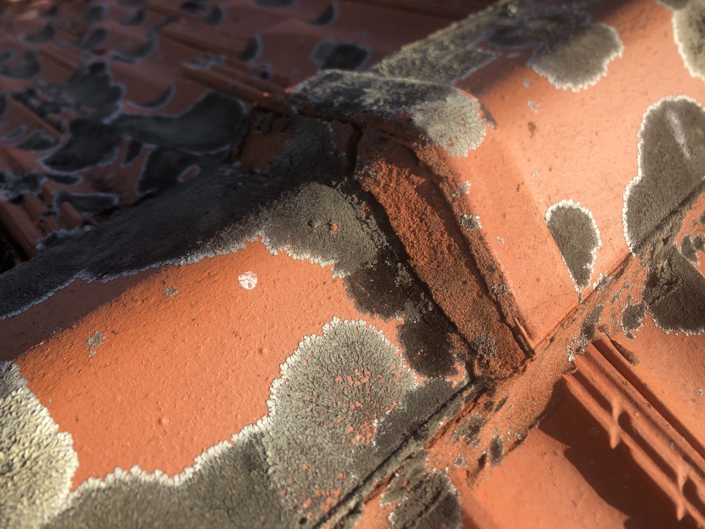 Lichen growing on terracotta roof tiles