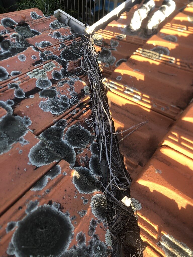 Lichen growing on terracotta roof tiles