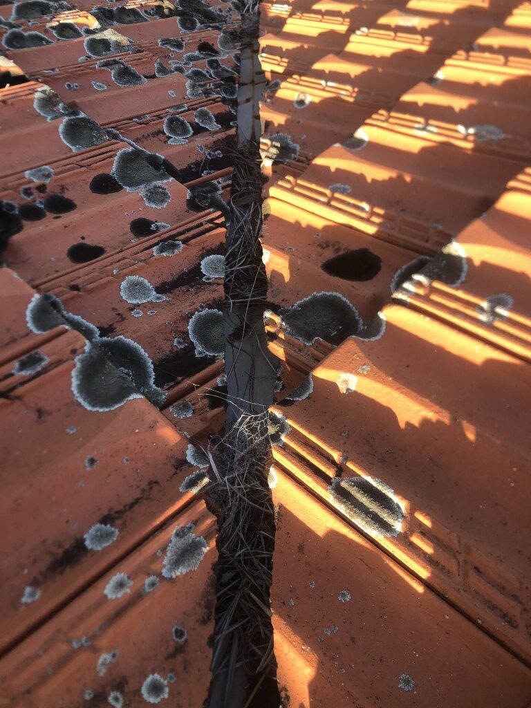 Lichen growing on terracotta roof tiles