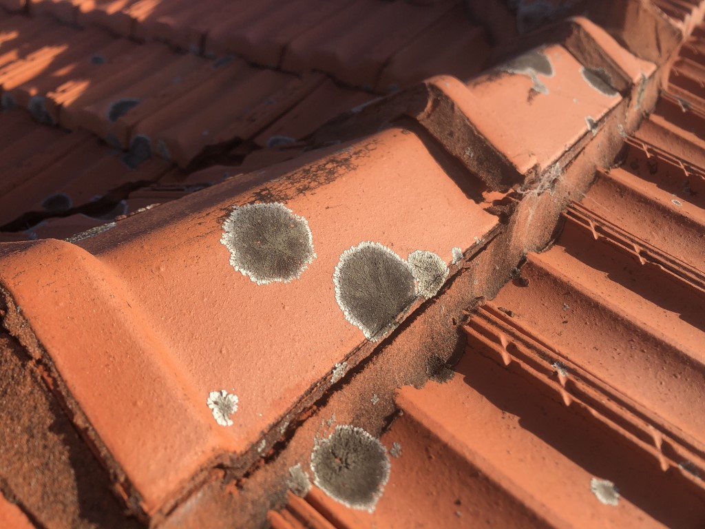 Lichen growing on terracotta roof tiles