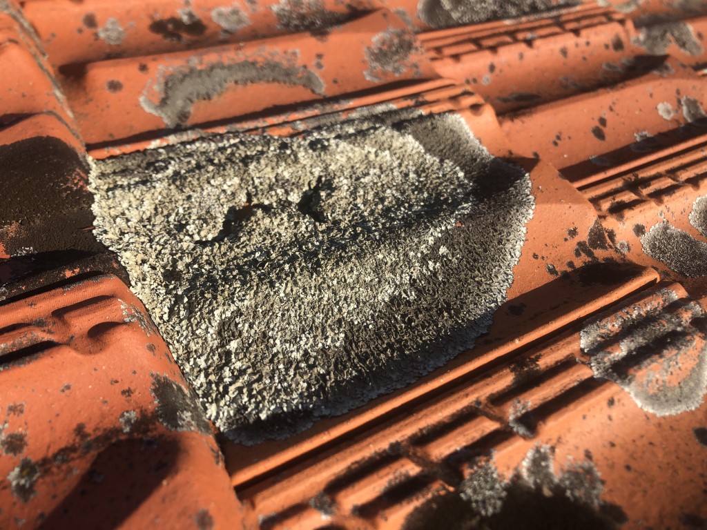 Lichen growing on terracotta roof tiles