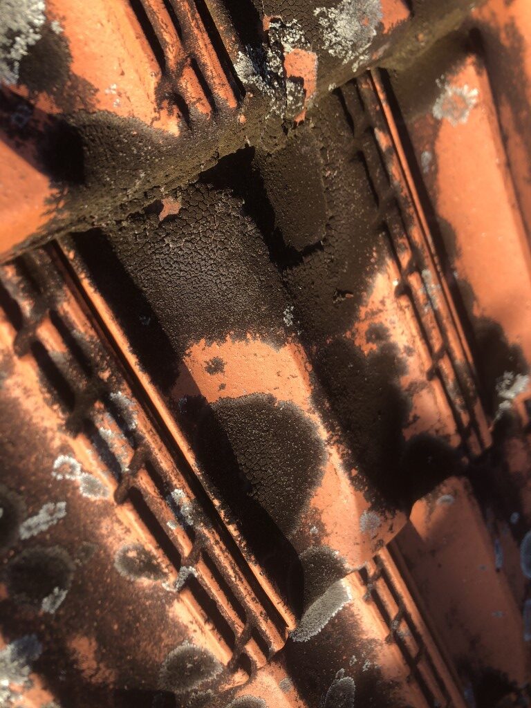 Lichen stains on terracotta roof tiles